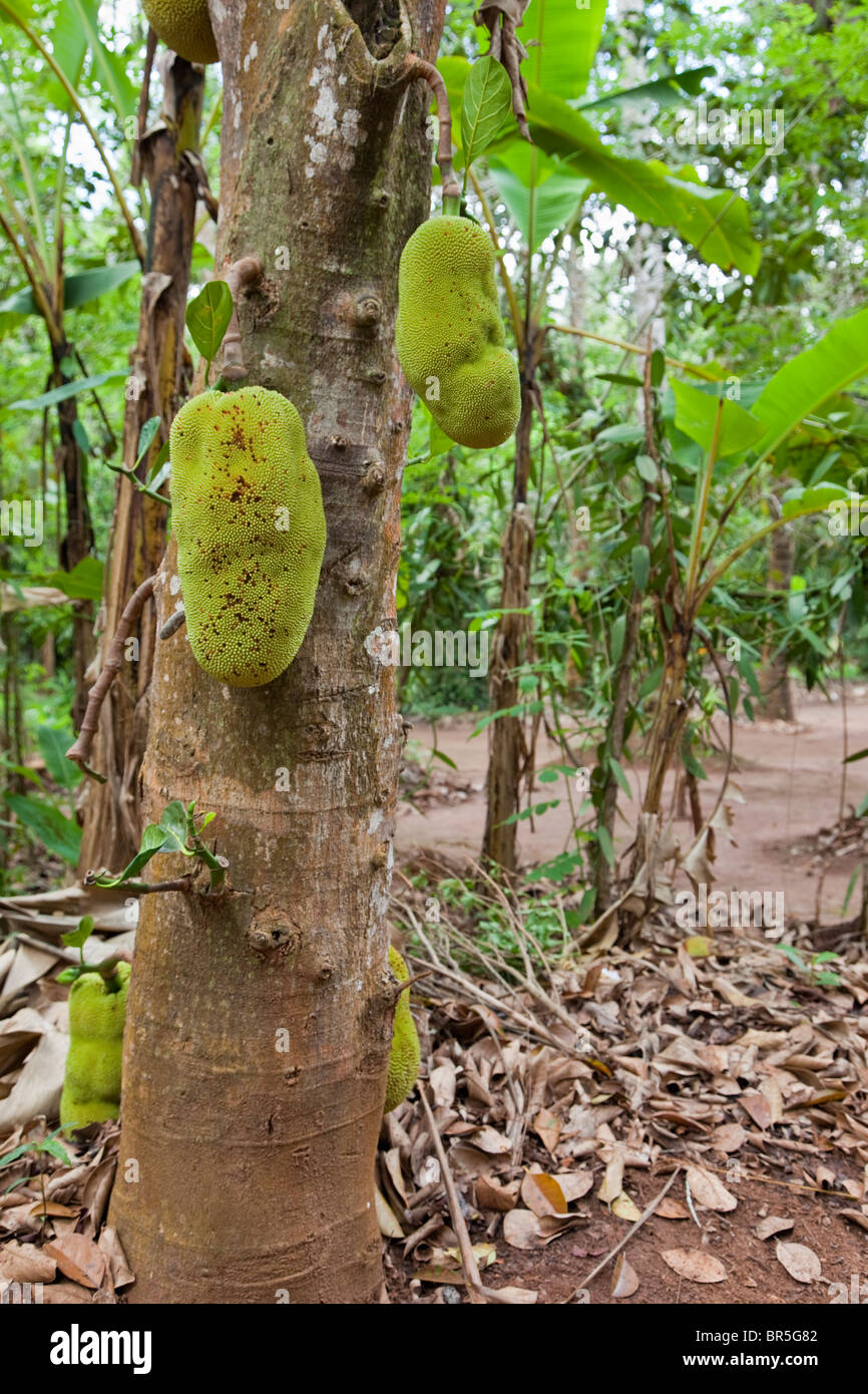 Zanzibar, Tanzania. Jackfruit. Stock Photo