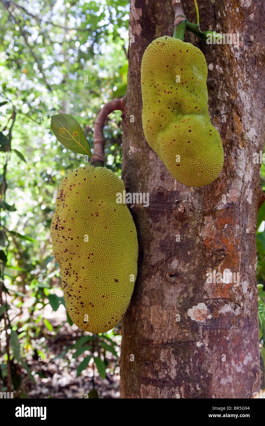 Zanzibar, Tanzania. Jackfruit. Stock Photo