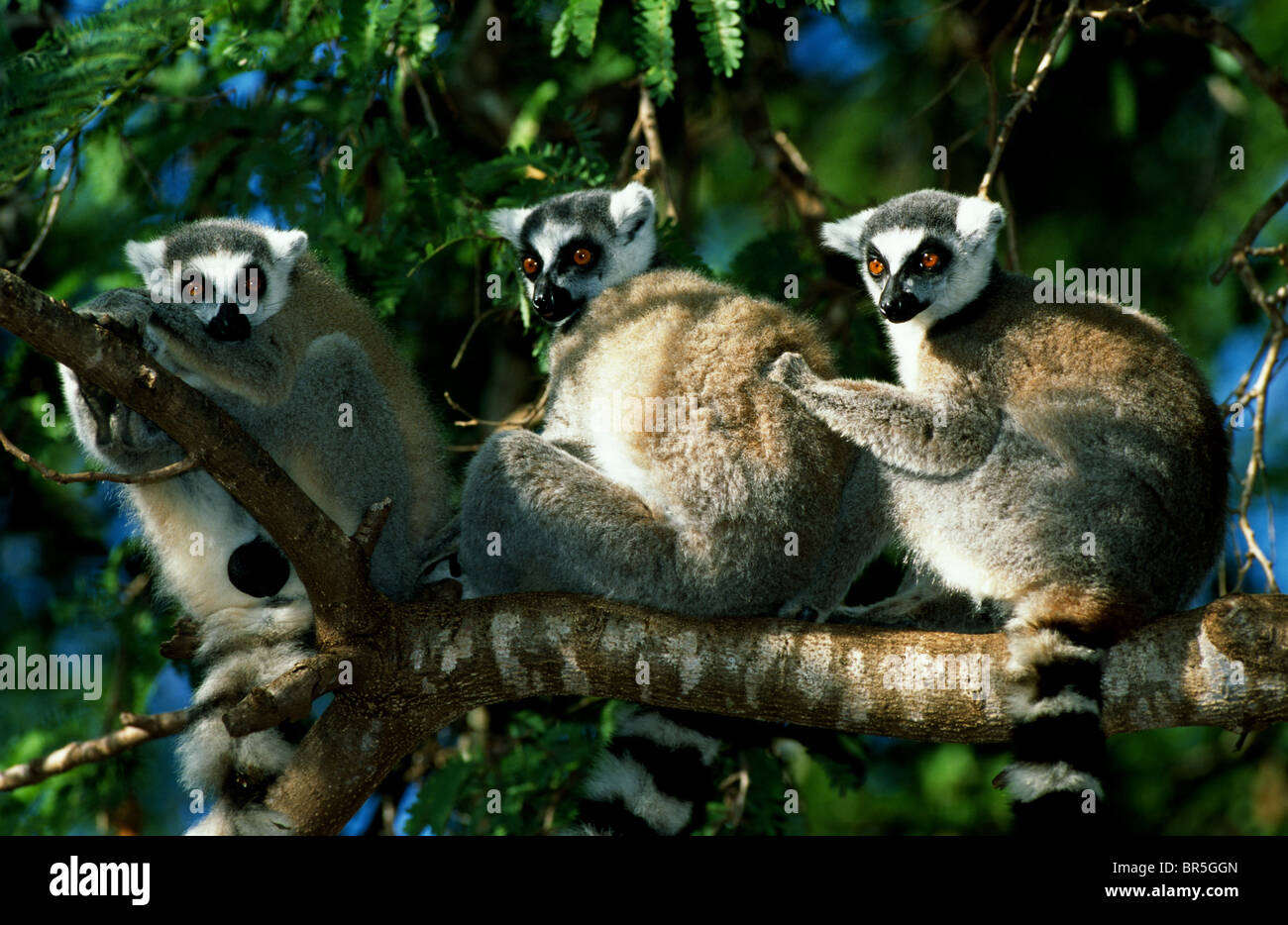 Ringtailed Lemurs Lemur catta in tree Madagascar Stock Photo