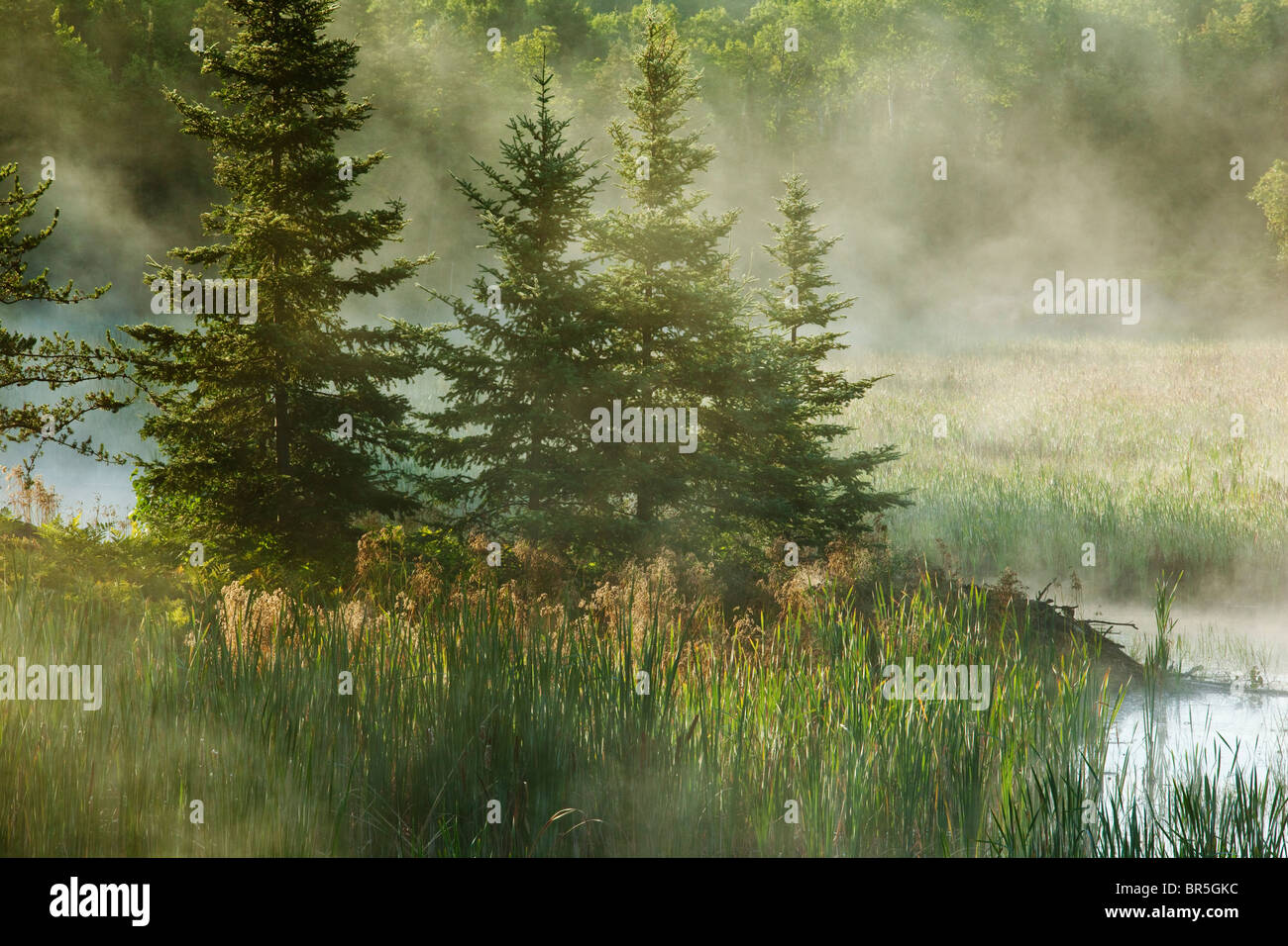 Morning fog on a wetland near Chelmsford, City of Greater Sudbury, Ontario, Canada. Stock Photo