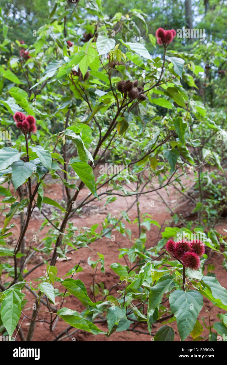 Zanzibar, Tanzania. Rouge Plant, Lipstick Tree, Bixa Orellana. Stock Photo