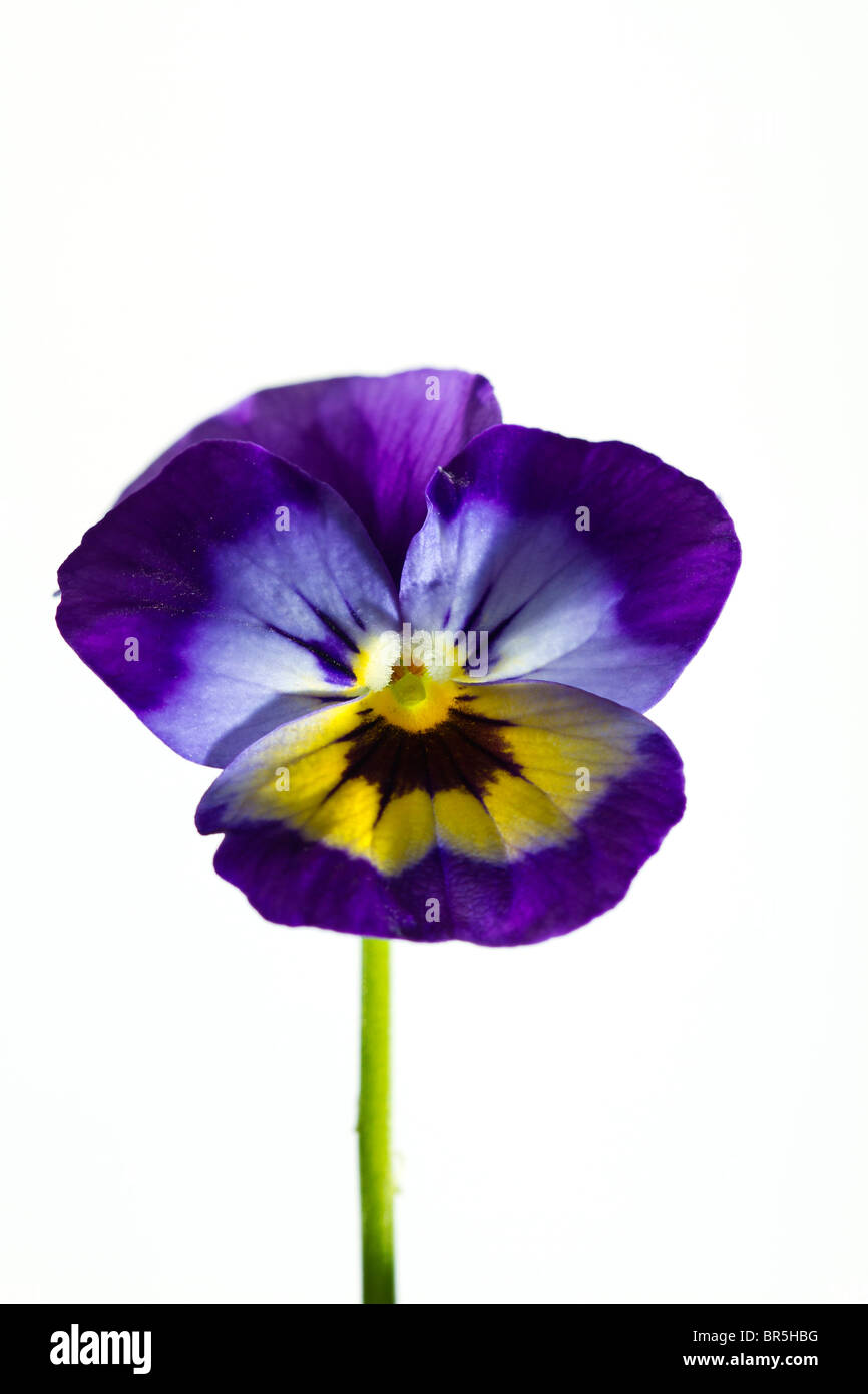 A single purple and yellow Viola flower against a white background