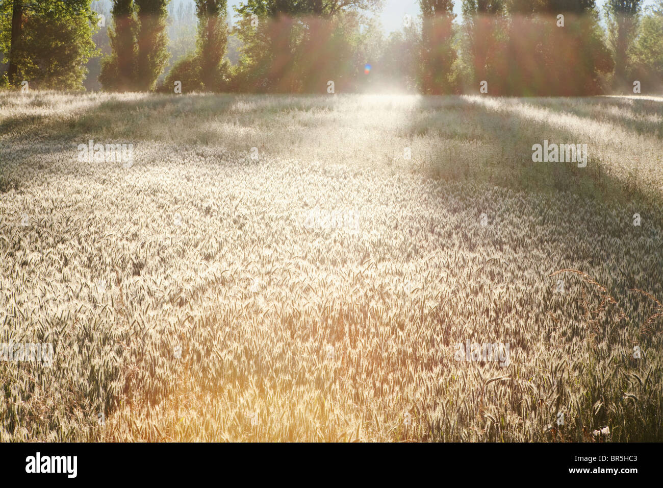 Sunlight and shadows on corn field, Dordogne; France Stock Photo