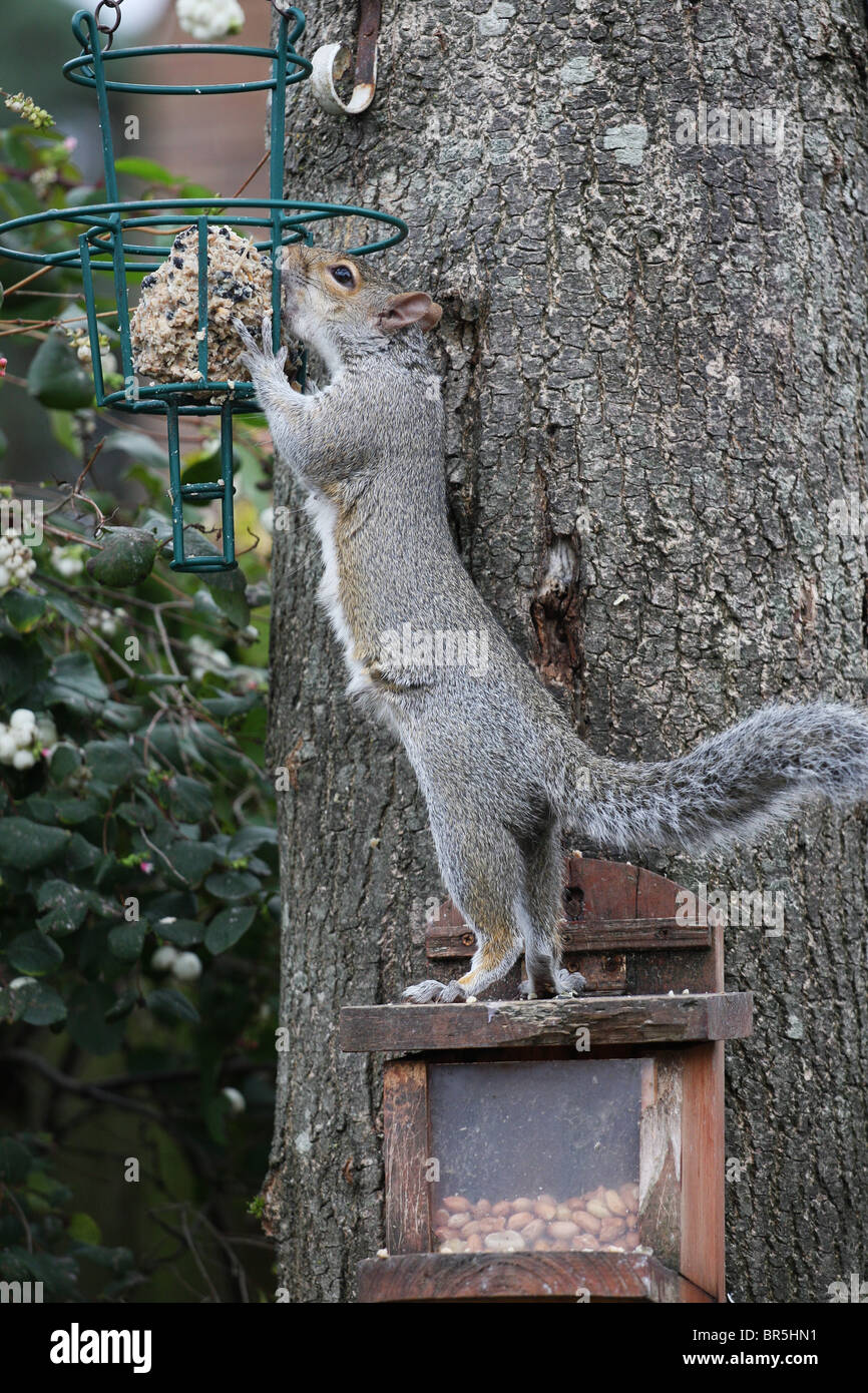 A grey squirrel eating a fat ball meant for the birds Stock Photo Alamy