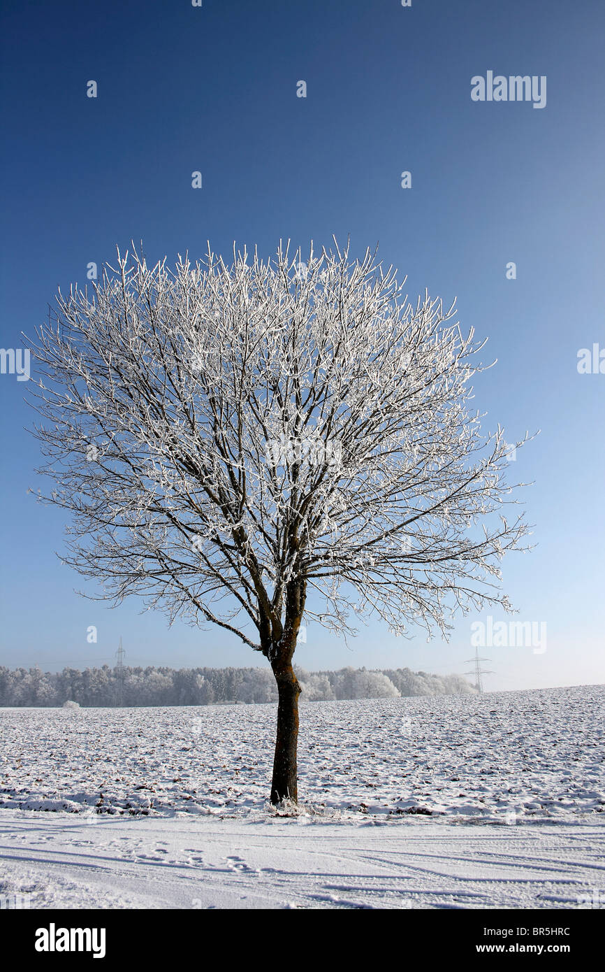 Tree covered with frost against blue sky Stock Photo - Alamy
