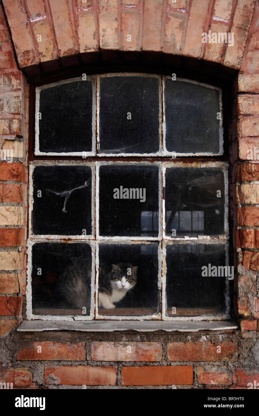 Window of a farm and a cat Stock Photo