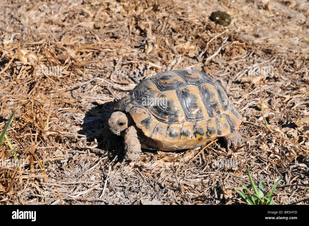 Close up of a Spur-thighed Tortoise or Greek Tortoise (Testudo graeca) in a field. Israel Summer September Stock Photo