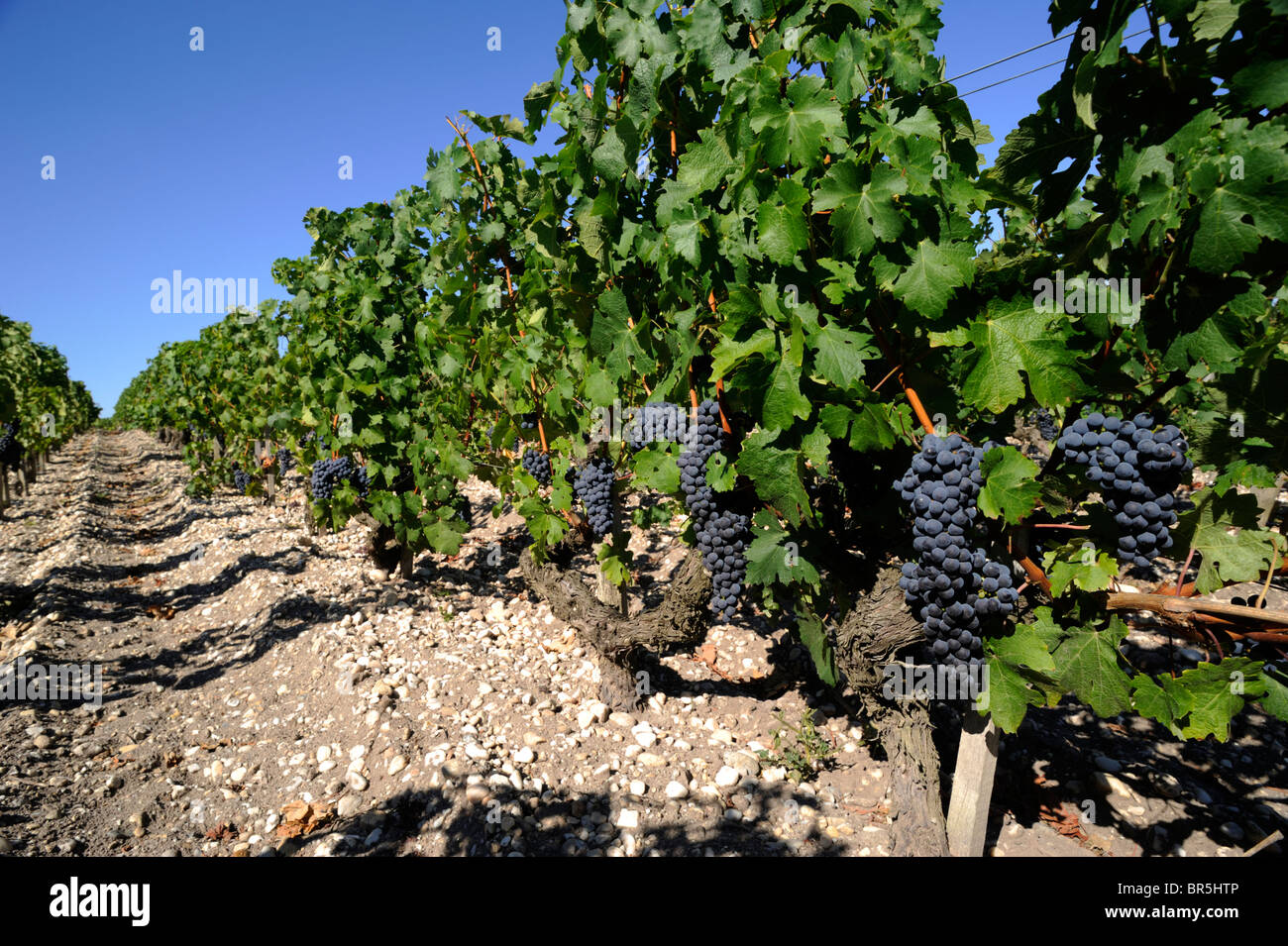 france, bordeaux, medoc vineyards Stock Photo