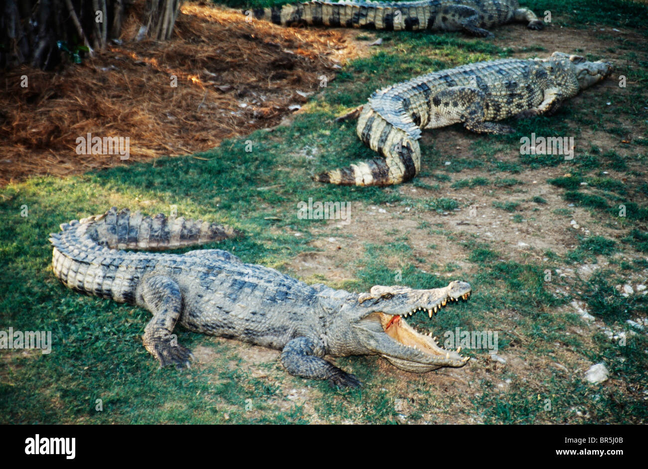 Peignoir crocodile hot sale