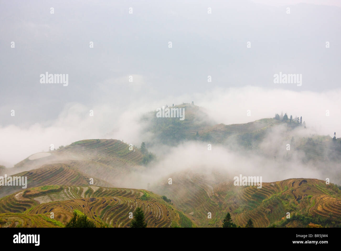 Rice terraces in the mountain in mist, Longsheng, Guangxi, China Stock Photo