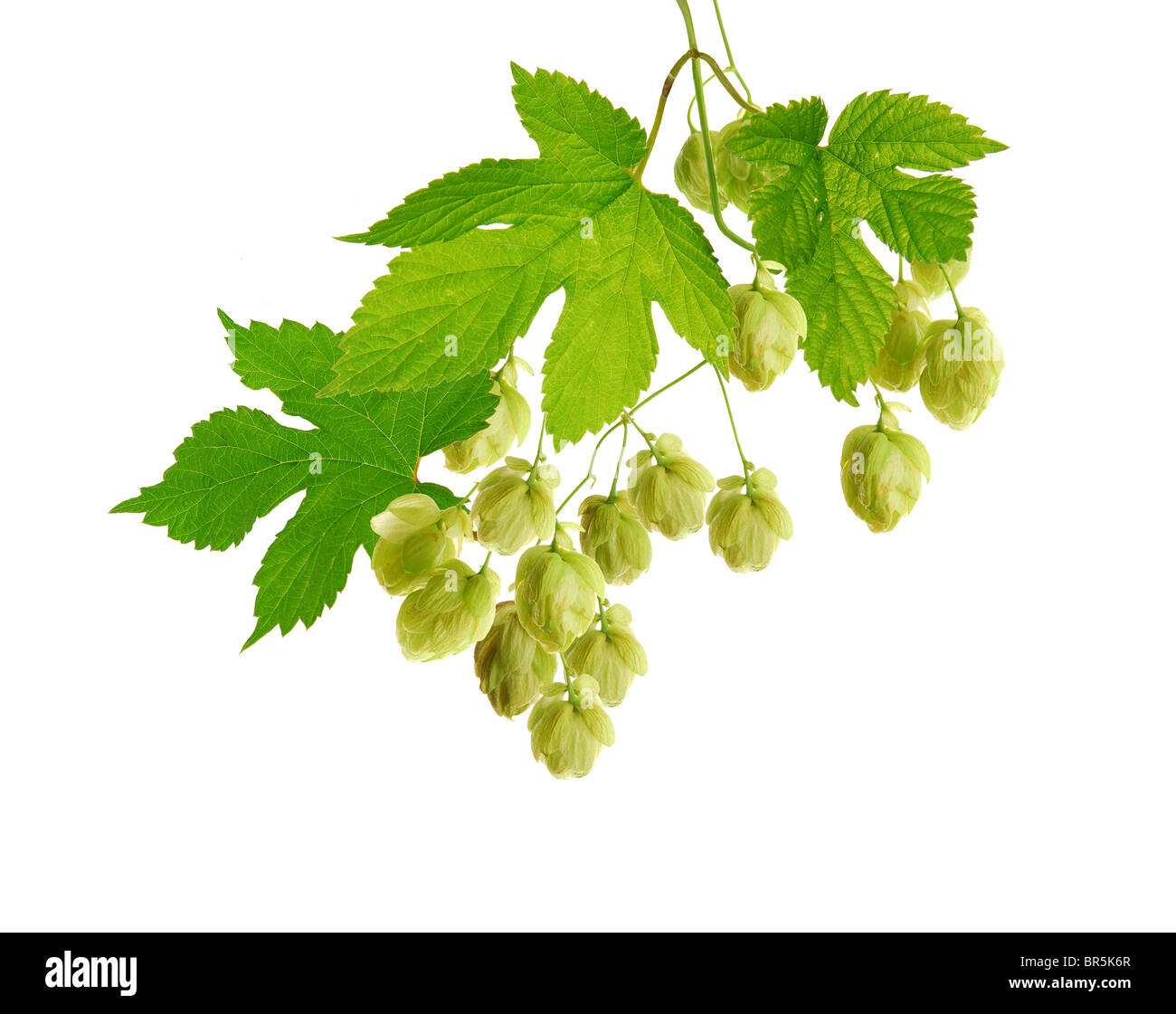 Hop plant with cones Stock Photo