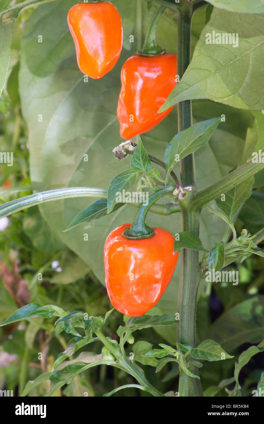 Habanero plant hi-res stock photography and images - Alamy
