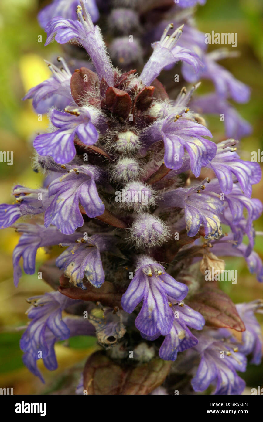 Bugle (Ajuga reptans : Lamiaceae), UK. Stock Photo