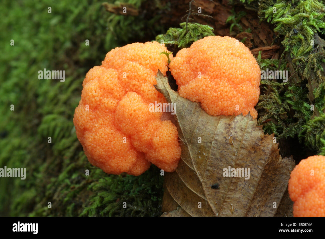 A slime mould or myxomycete (Lindbladia effusa var simplex) fruiting bodies forming on a fallen tree, UK. Stock Photo