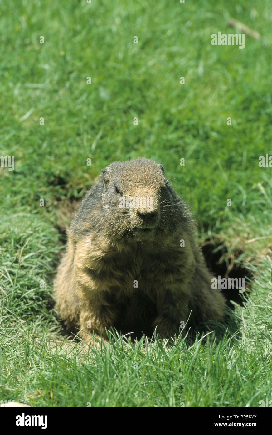 Alpine Marmot (Marmota marmota), with sand in its fur from digging, Allgaeu Alps, Germany, Europe Stock Photo