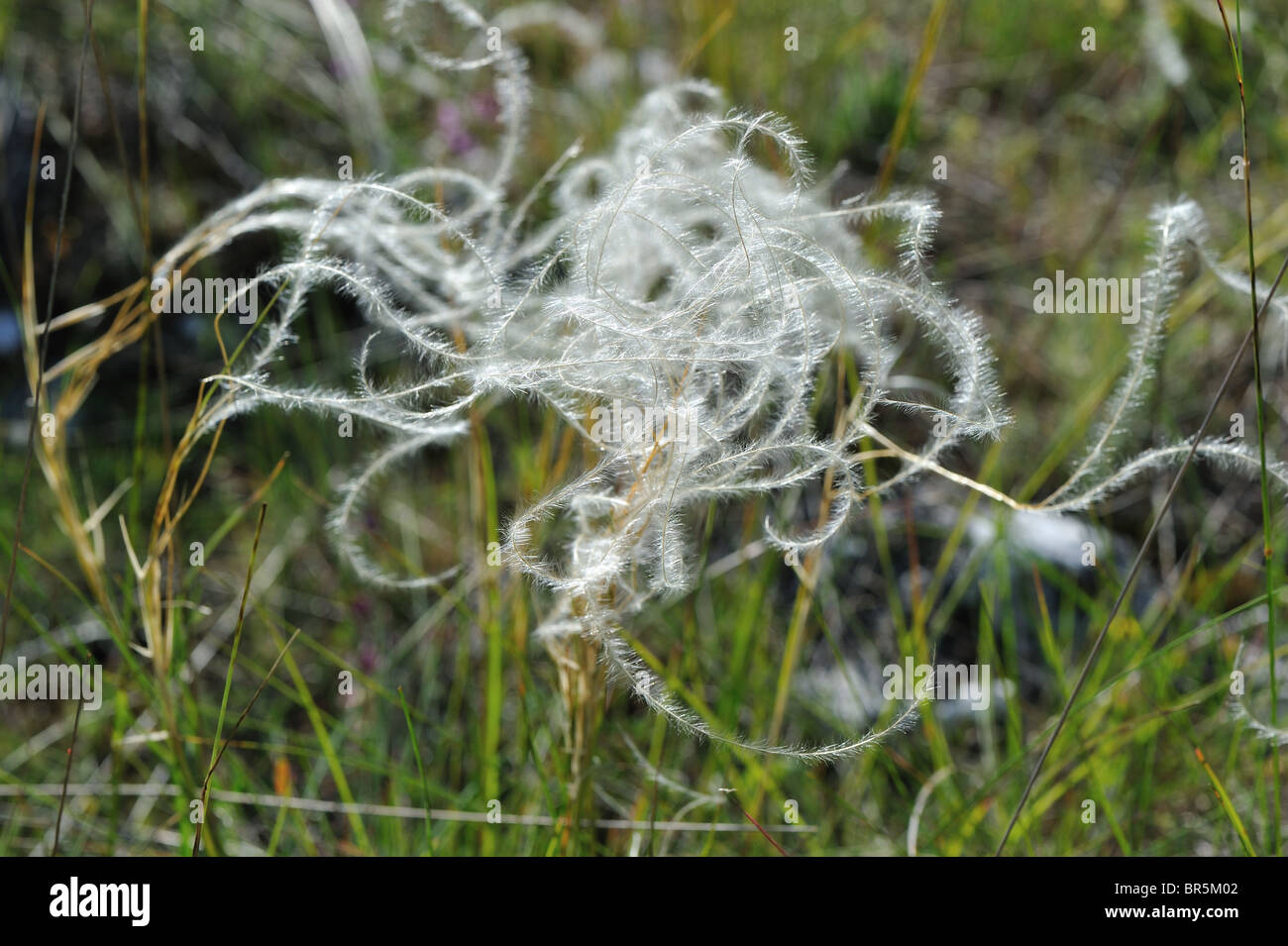 Feather Grass (Stipa pennata - Stipa joannis) flowering in summer on the Causse Méjean - Cevennes - France Stock Photo