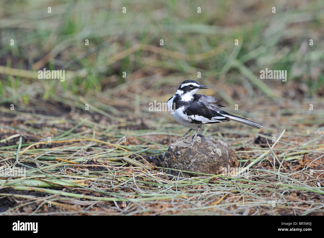African pied wagtail (Motacilla aguimp) standing on a stone - Crater Lake - Kenya Stock Photo