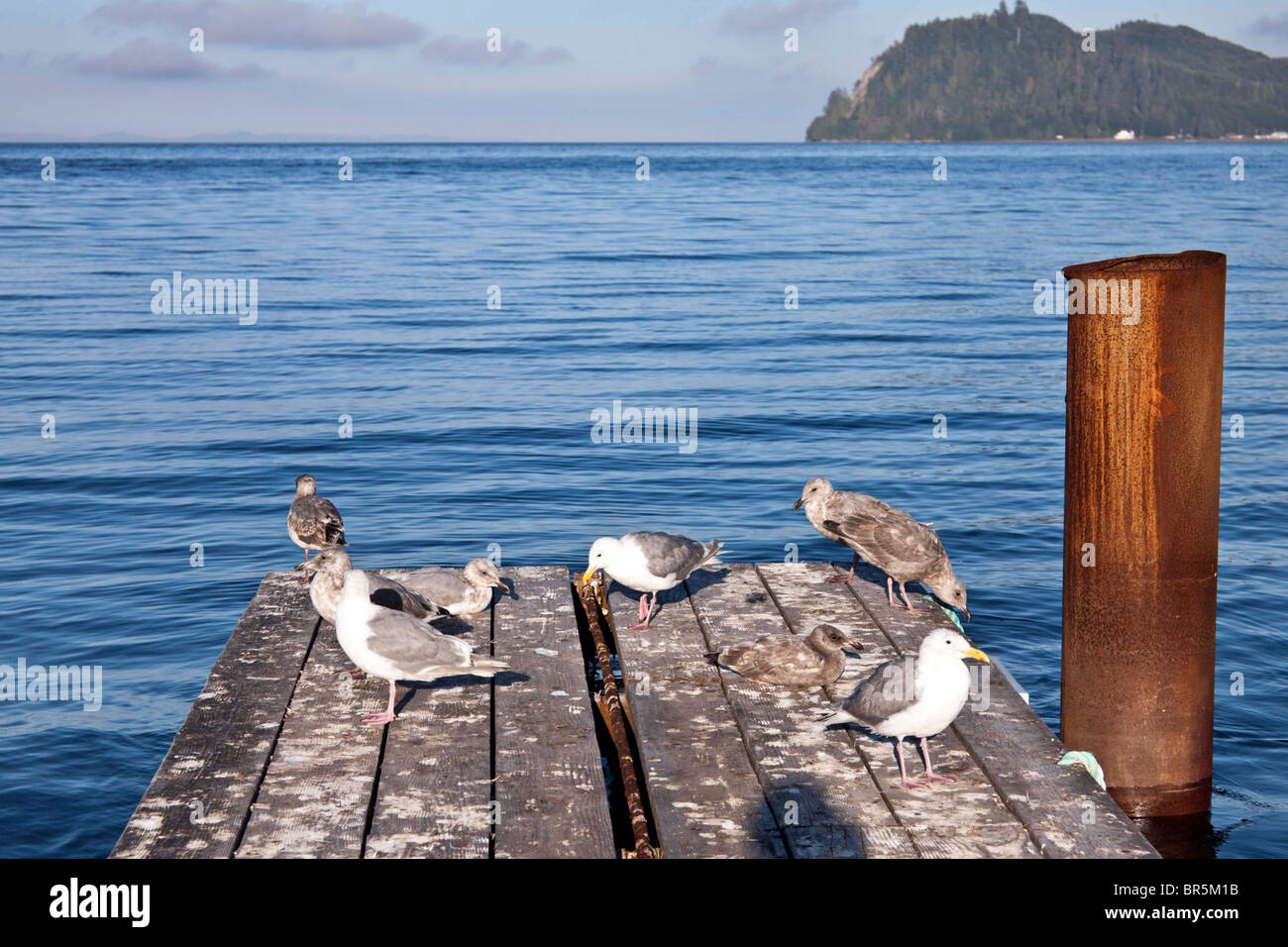 graceful gulls on guano stained pier overlooking blue water of Clallam Bay in late afternoon town of Sekiu Olympic Peninsula WA Stock Photo