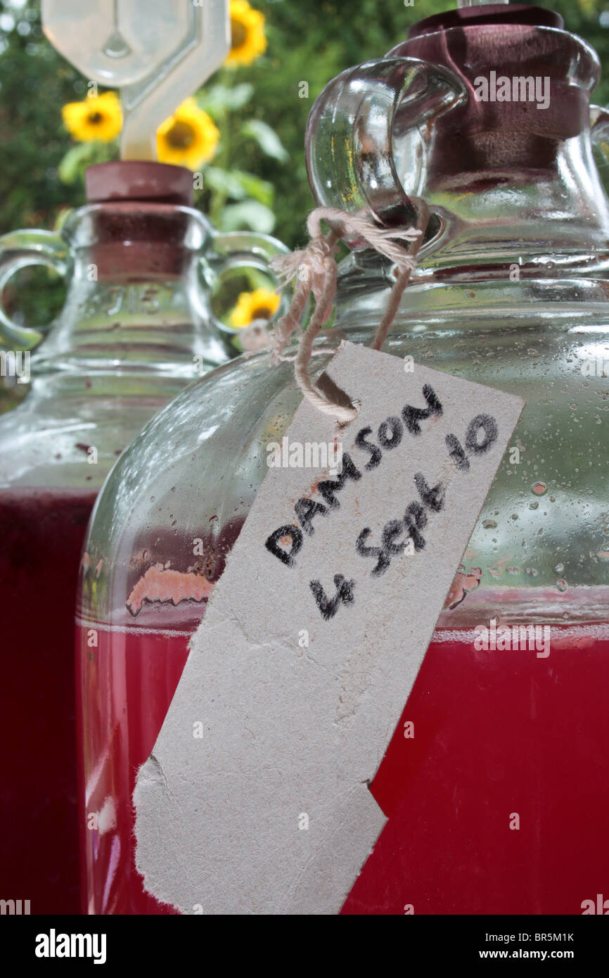 colourful home wines fermenting in glass demijohn bottles Stock Photo