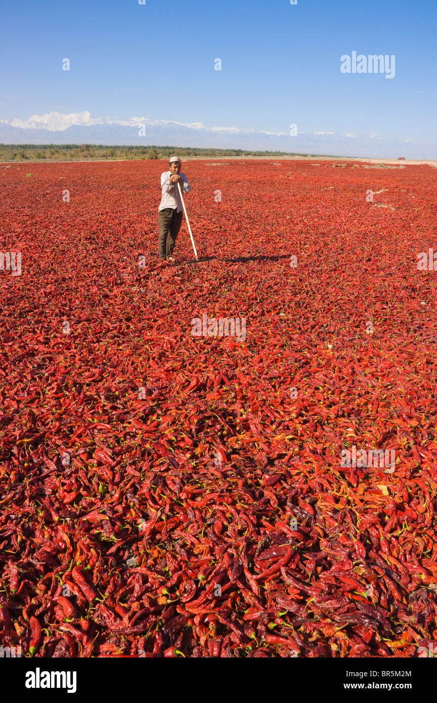 Drying red pepper, Mt Kunlun in the distance, near Kashgar, Xinjiang, China Stock Photo