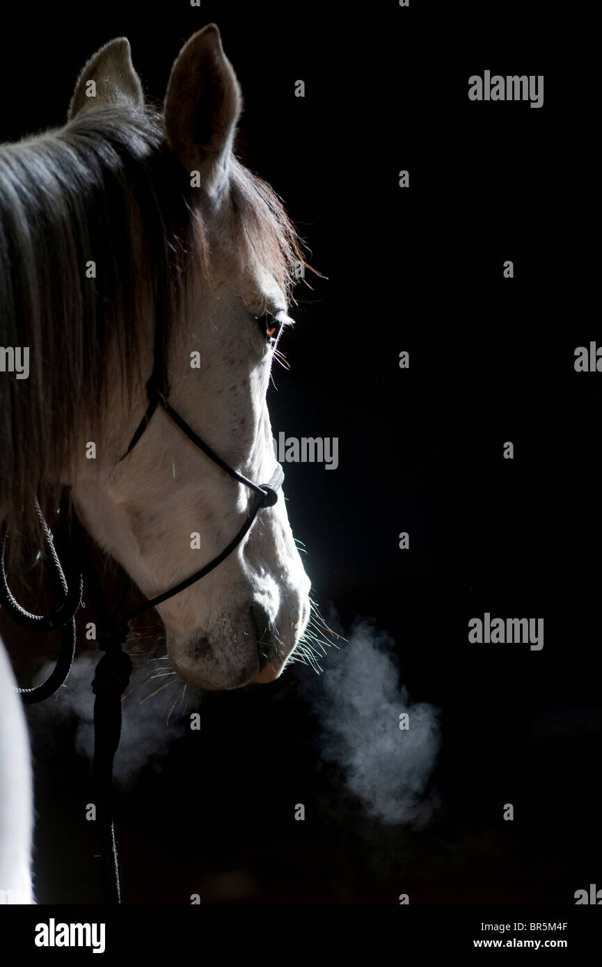 A grey horse with steaming nostrils photographed on a dark background. Picture by Jim Holden Stock Photo
