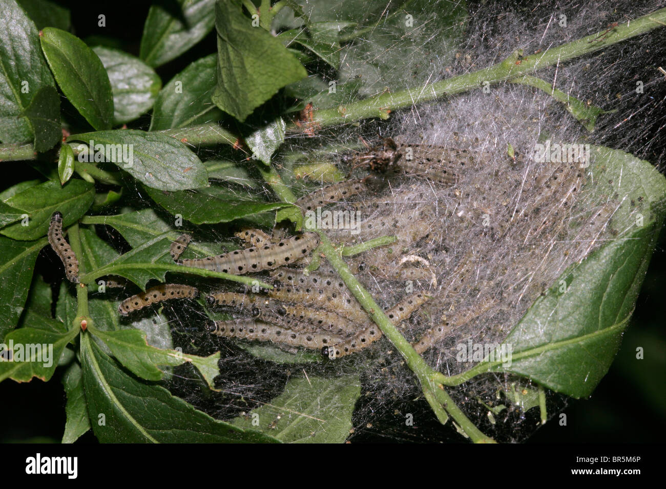 Spindle Ermine Moth larvae (Yponomeuta cagnagella : Yponomeutidae) in their web on spindle, UK. Stock Photo