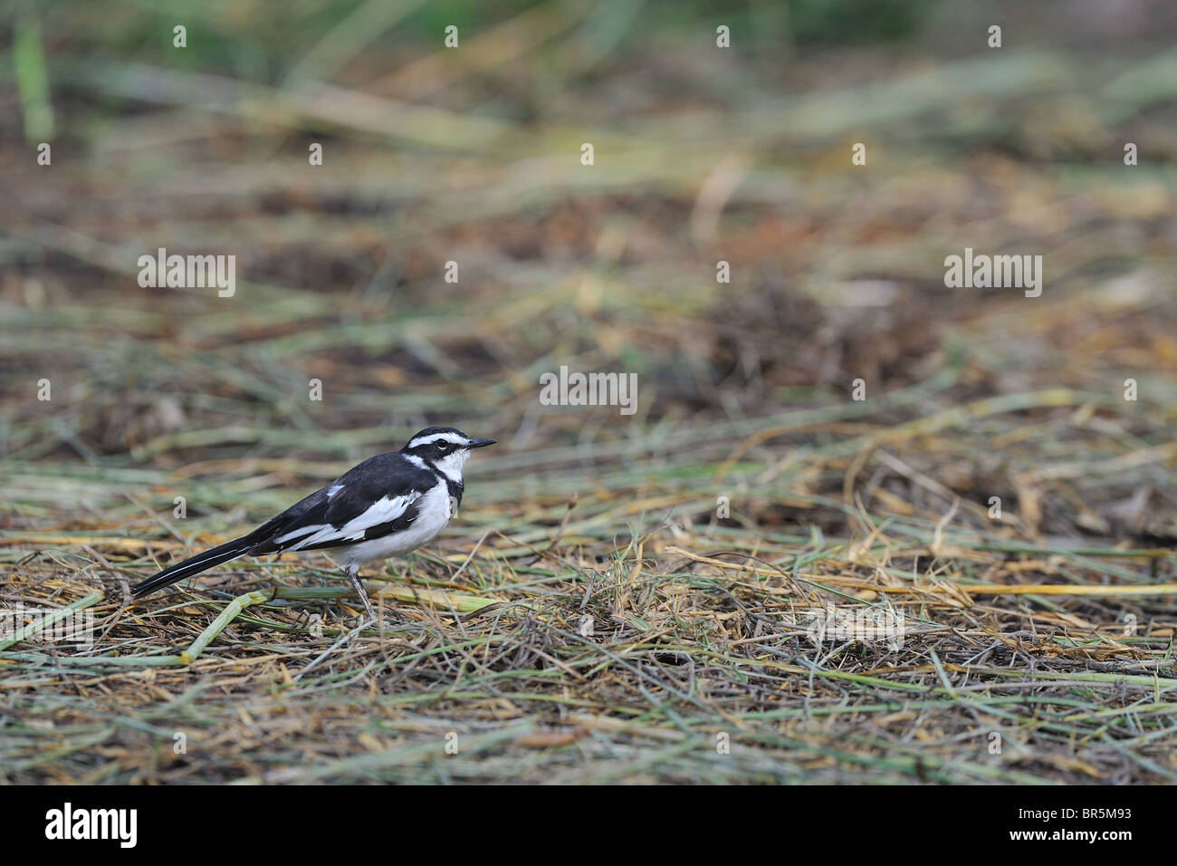 African pied wagtail (Motacilla aguimp) standing on the ground - Crater Lake - Kenya Stock Photo