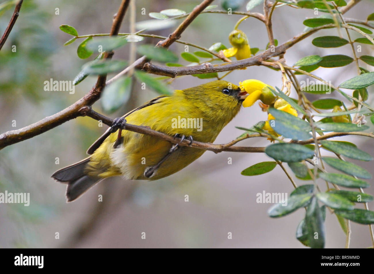 Yellow Hawaiian honeycreeper extracting nectar from tree flowers in