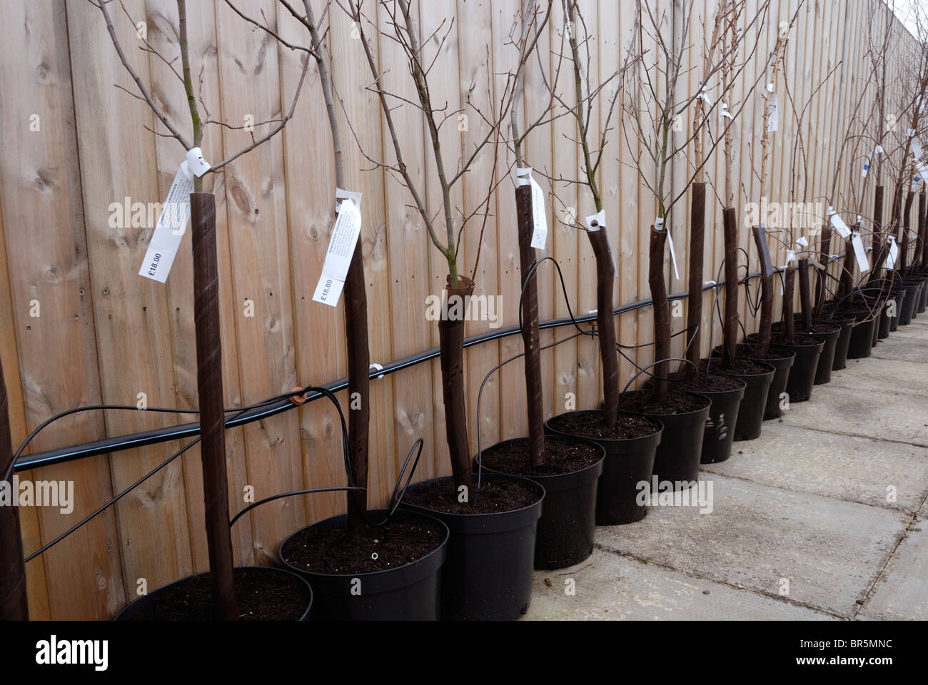 Ornamental trees for sale at a garden centre in pots with an irrigation system attached. Stock Photo