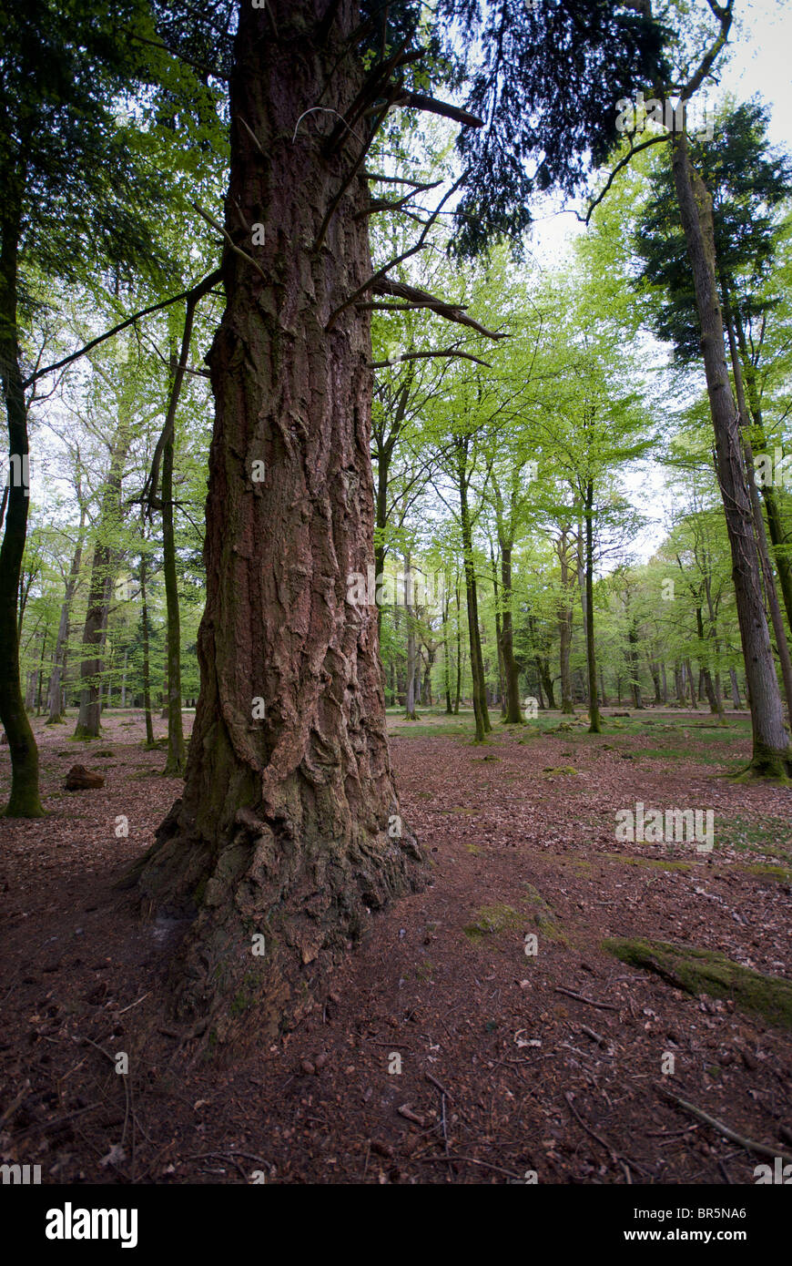 New Forrest Hampshire UK Beech Trees Green Car Stock Photo - Alamy