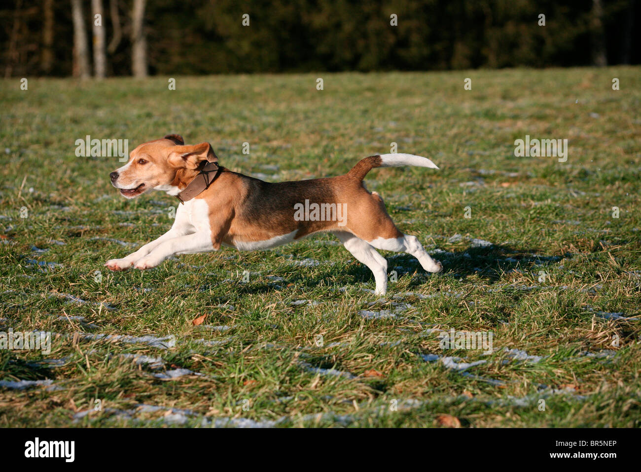 Beagle, hunting dog Stock Photo