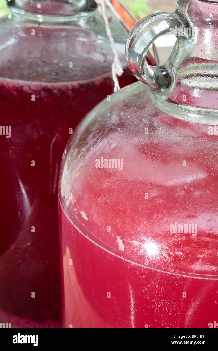 colourful home wines fermenting in glass demijohn bottles Stock Photo