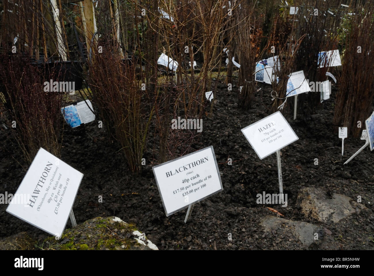 Bare root British native trees for sale at a specialist tree nursery
