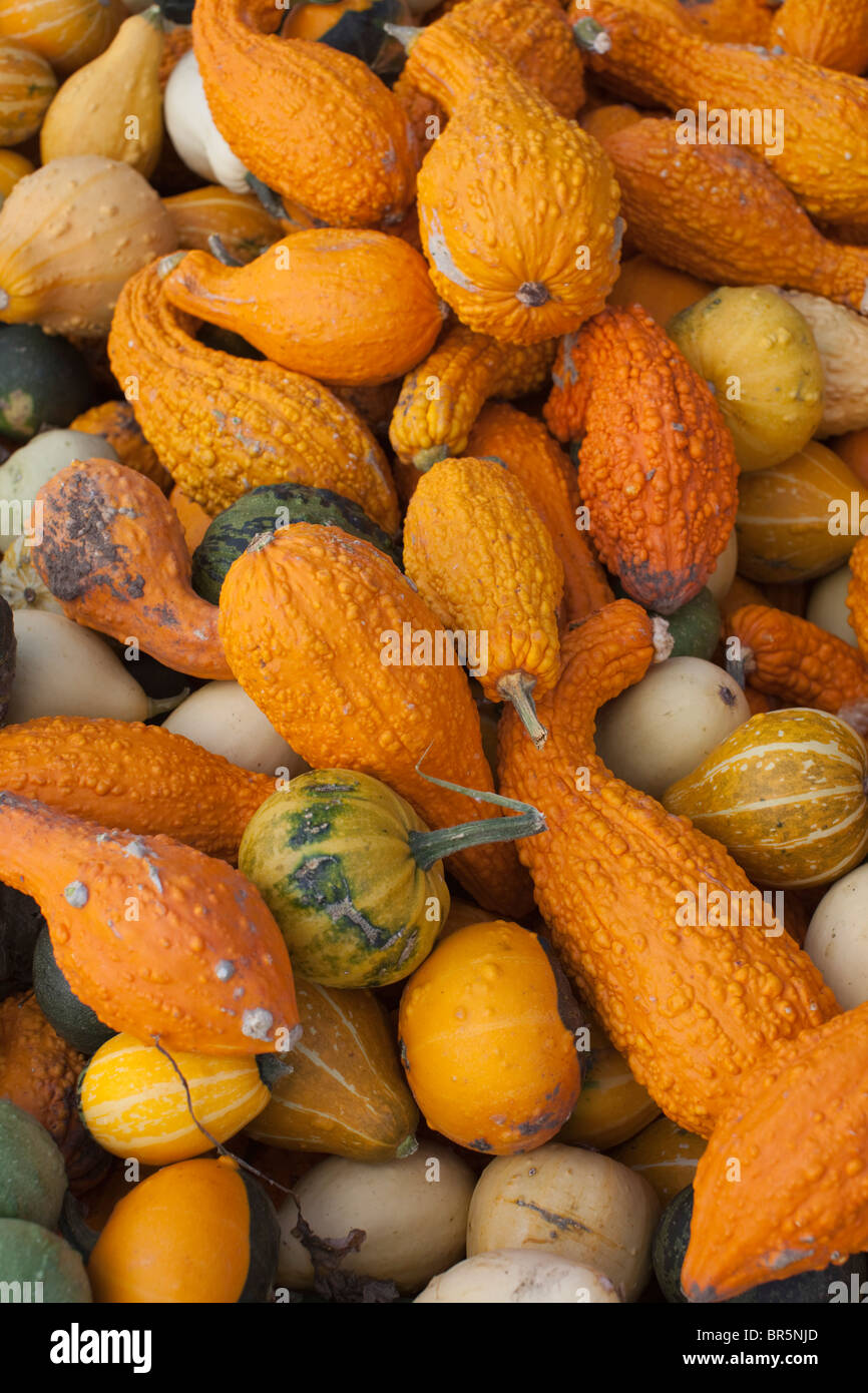 A variety of winter squashes, gourds and pumpkins Stock Photo Alamy
