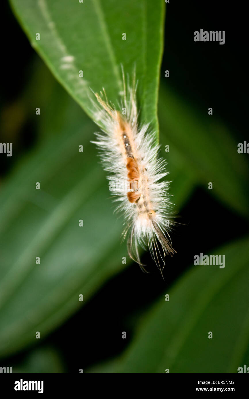 Caterpillar - a hairy phase of the butterfly Stock Photo