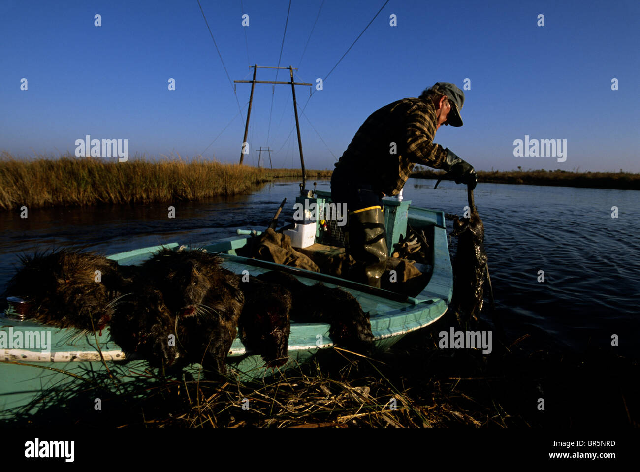 Louisiana Wetlands Stock Photo