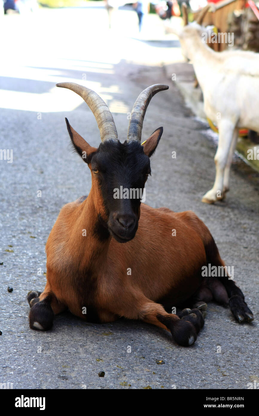 A goat sitting in the road in Le Village de Chevres in the French Alps Stock Photo