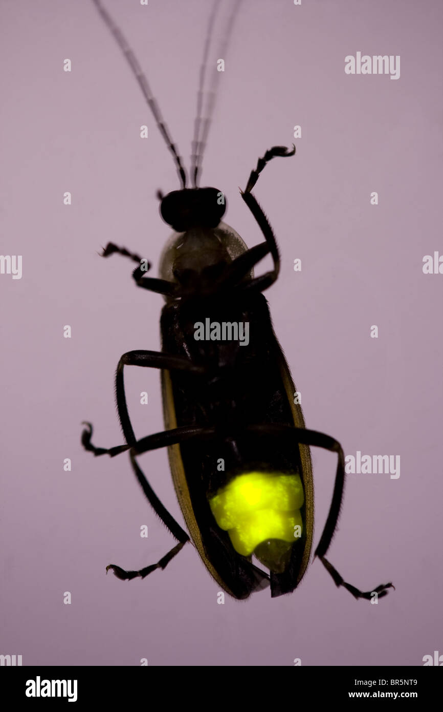 Firefly Flashing at Night - Lightning Bug Stock Photo