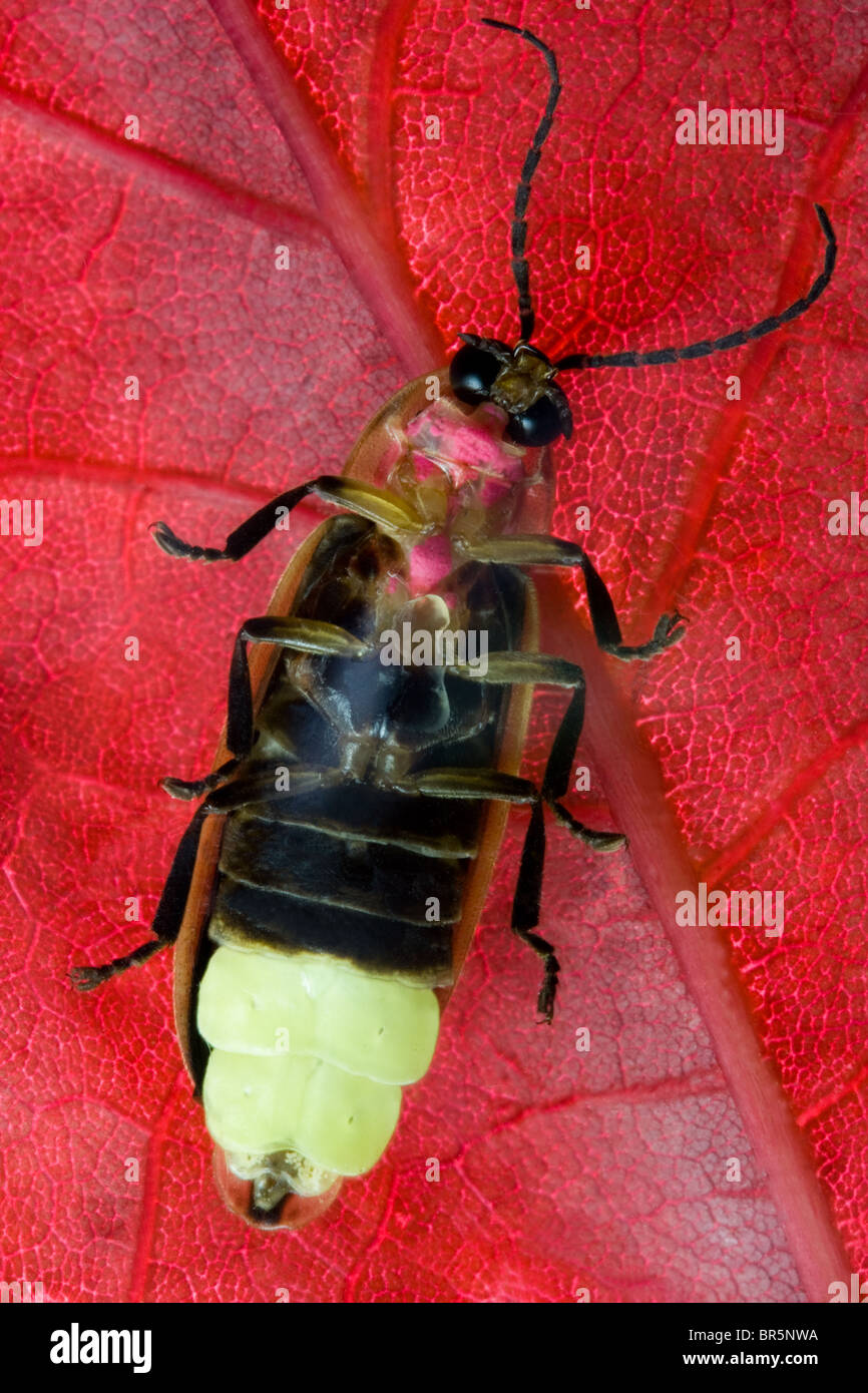 Firefly - Lightning Bug on Red Leaf Stock Photo