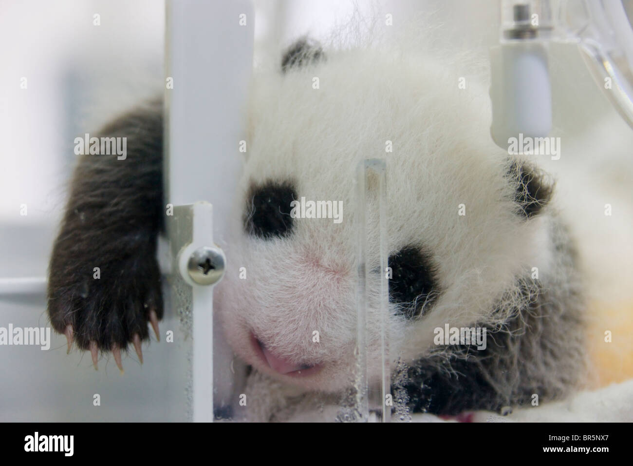 Newborn panda hi-res stock photography and images - Alamy