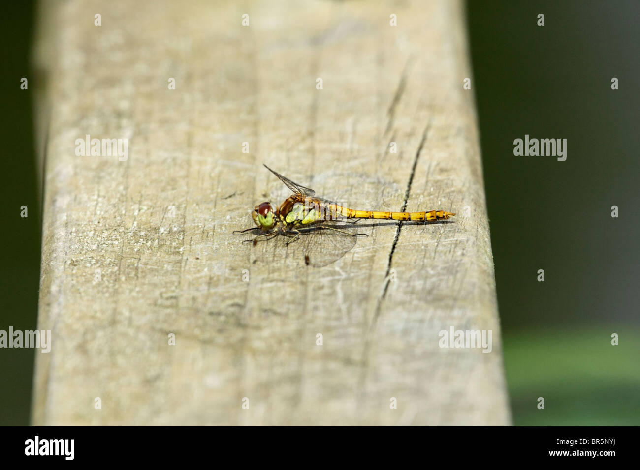 Female Common Darter dragonfly on wooden handrail Stock Photo