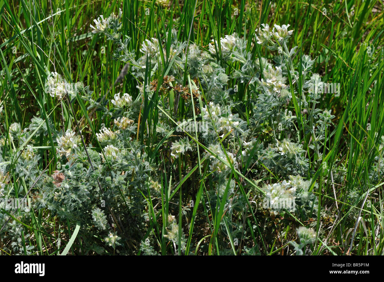Hairy canaryclover Bonjeania (Dorycnium hirsutum Bonjeania hirsuta