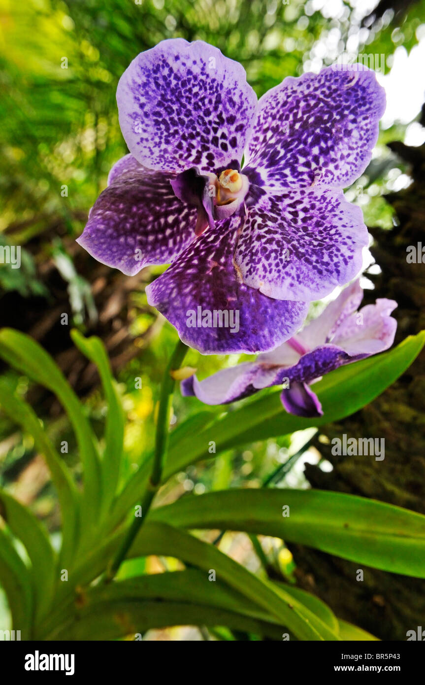 purple hawaiian flowers background