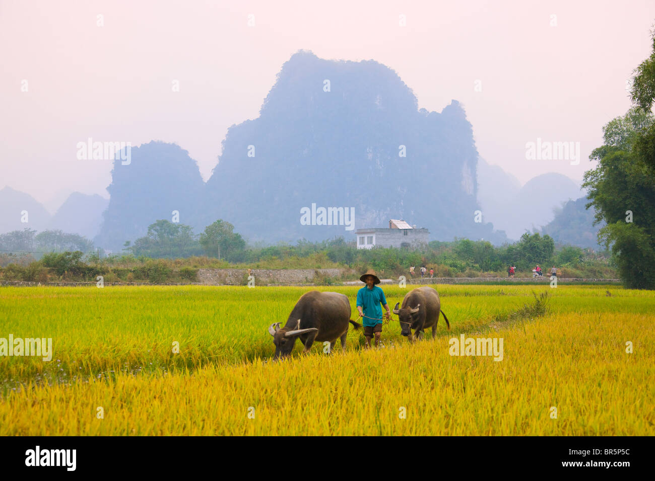 Elderly farmer with water buffaloes in the rice paddy, karst hills in the distance, Yangshuo, Guangxi, China Stock Photo