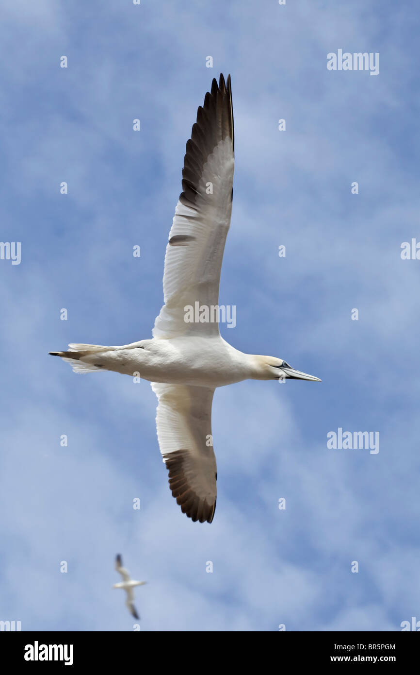 An adult Northern Gannet in flight Stock Photo