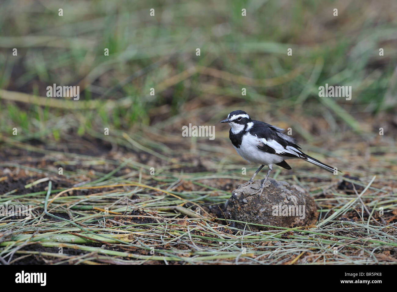 African pied wagtail (Motacilla aguimp) standing on a stone - Crater Lake - Kenya Stock Photo