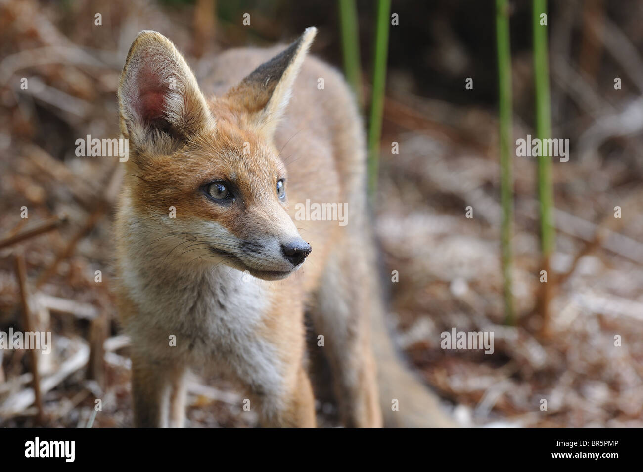 Common red fox (Vulpes vulpes) - Portrait of a five-month-old cub in ...