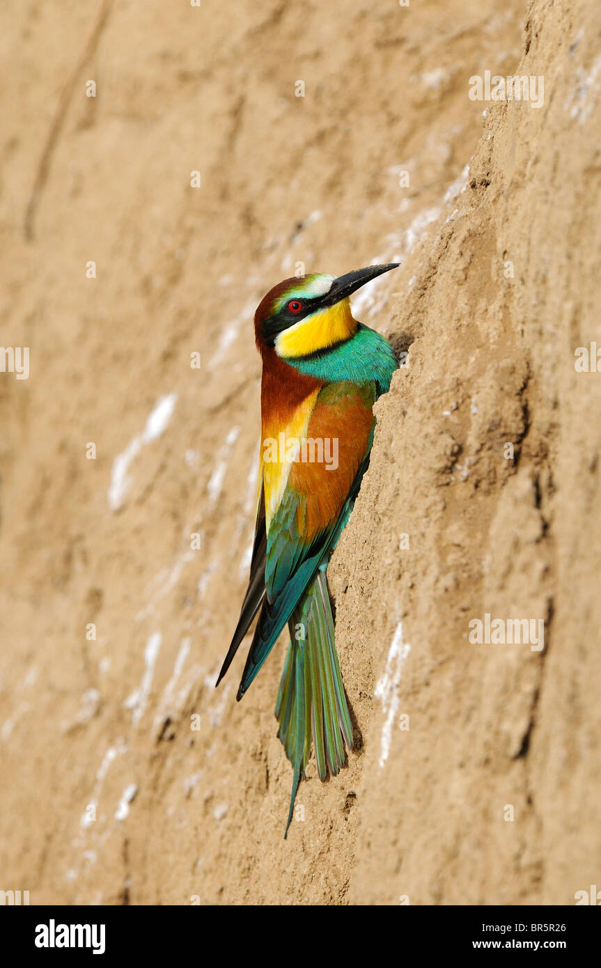 European Bee-eater (Merops apiaster) clinging to side of sandy bank, Bulgaria Stock Photo