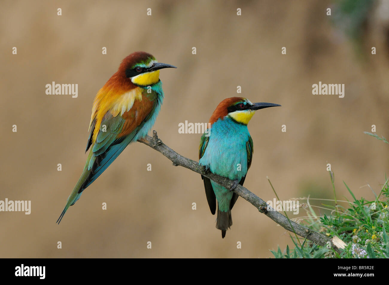 European Bee-eater (Merops apiaster) pair perched on twig, Bulgaria Stock Photo