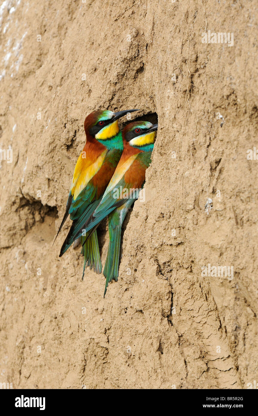 European Bee-eater (Merops apiaster) pair perched on sand bank at nest hole, Bulgaria Stock Photo
